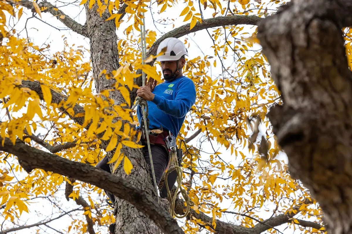 Skilled Tree Pruning crew working in Saraland