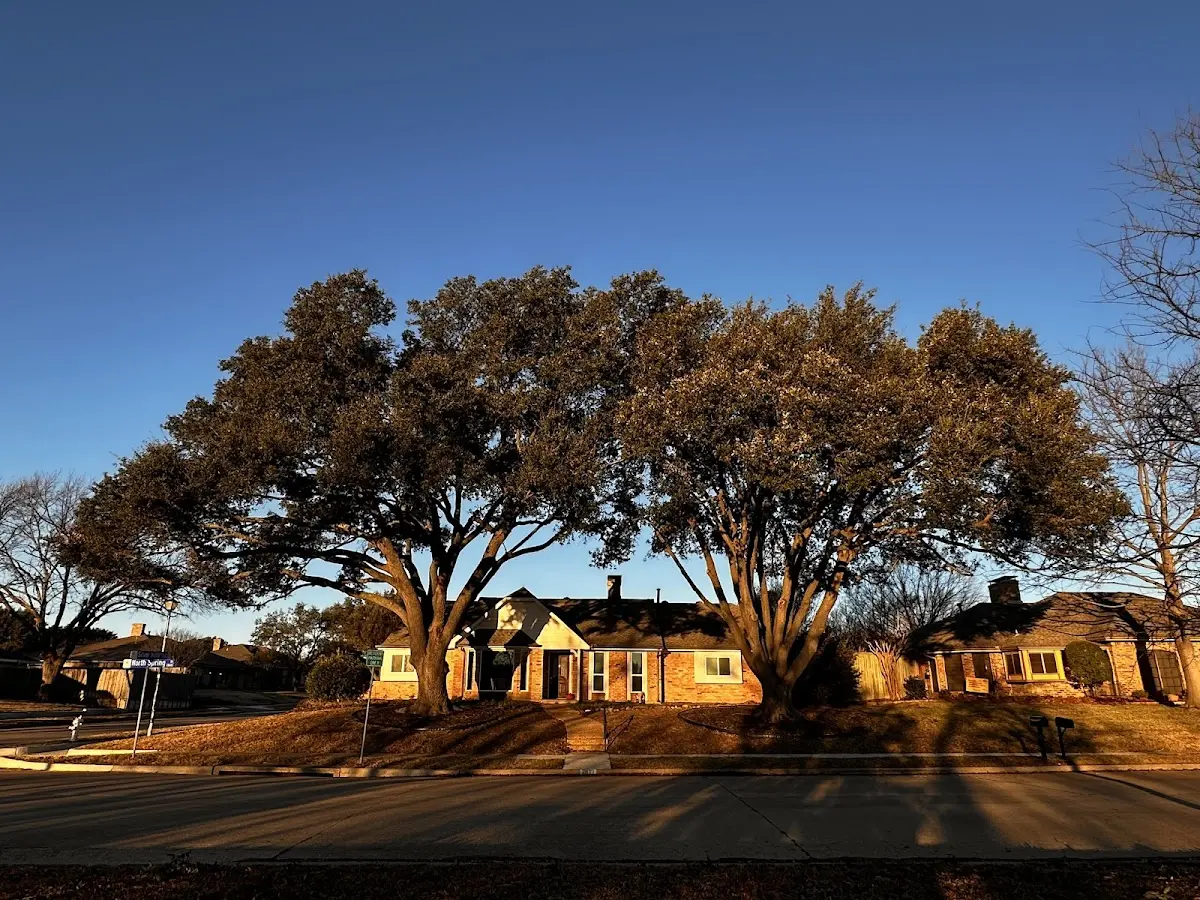 Established residential canopy tree shading a home in Saraland